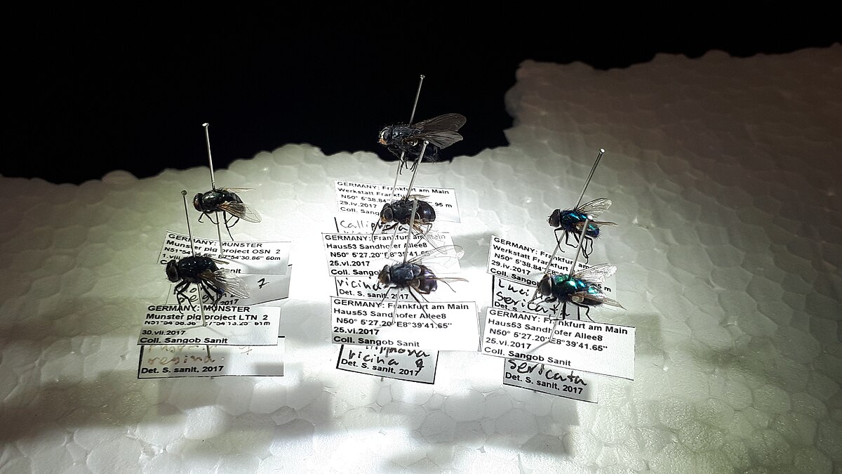 Several pinned blowflies, used in forensic entomology studies, are displayed on a white foam surface. Each fly is mounted with a pin and has a small white label underneath, detailing collection information such as "GERMANY MÜNSTER", "Haußühl Sandgruben", and dates like "26.11.2017" and "Oct. 5, 2017".