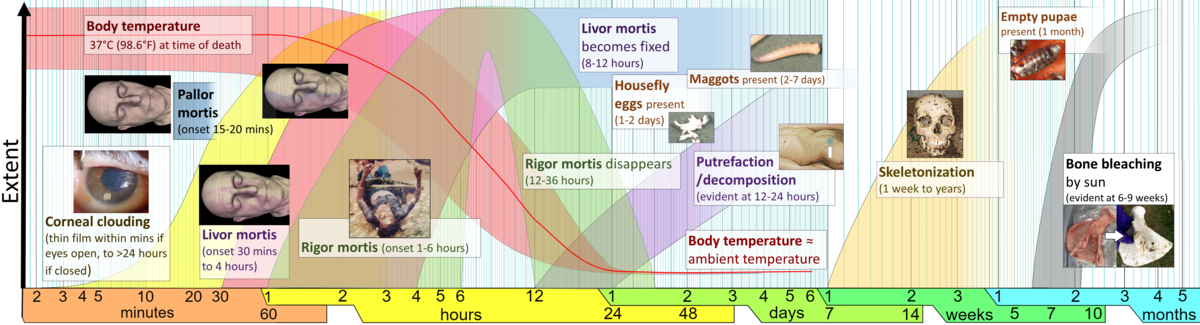 A timeline chart illustrates postmortem changes (stages of death) over time, from minutes to months. Key stages include corneal clouding, pallor mortis, liver mortis, rigor mortis, putrefaction/decomposition, skeletonization, and bone bleaching, with associated timeframes and images of house fly eggs, larvae, and pupae.