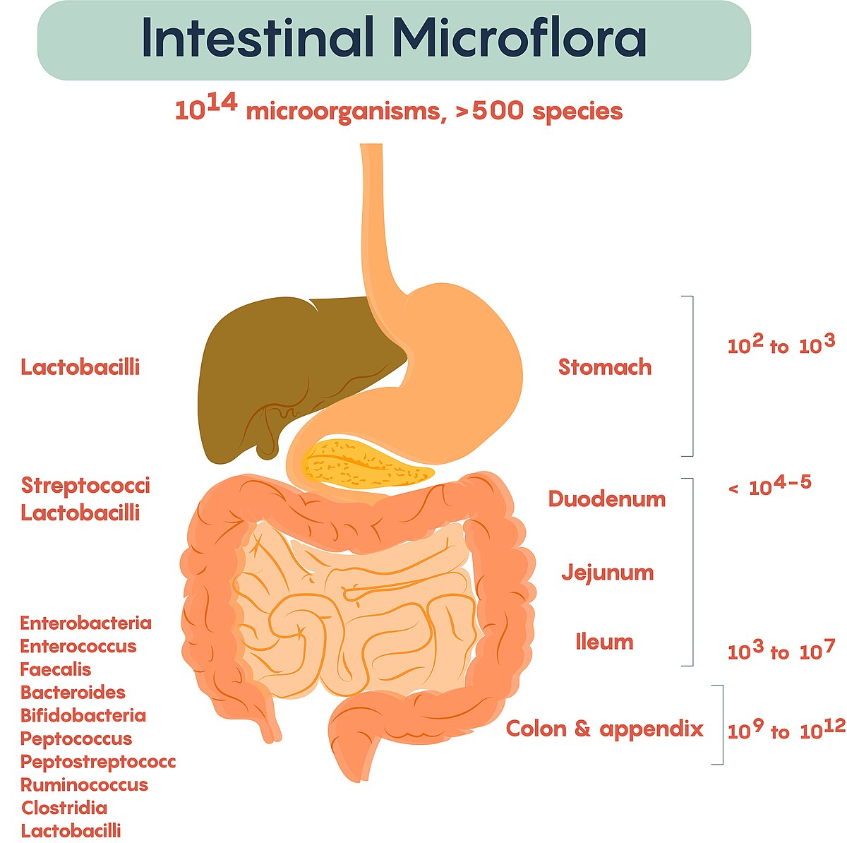 A diagram illustrating the composition and distribution of intestinal microflora in the human body, showing the stomach, duodenum, jejunum, ileum, colon, and appendix. The diagram indicates the number of microorganisms, with "10^14 microorganisms, >500 species" overall, and specific bacterial counts (e.g., Lactobacilli, Streptococci, Enterobacteria) and concentrations (e.g., 10^2 to 10^3 in the stomach, 10^9 to 10^12 in the colon & appendix) for each section.