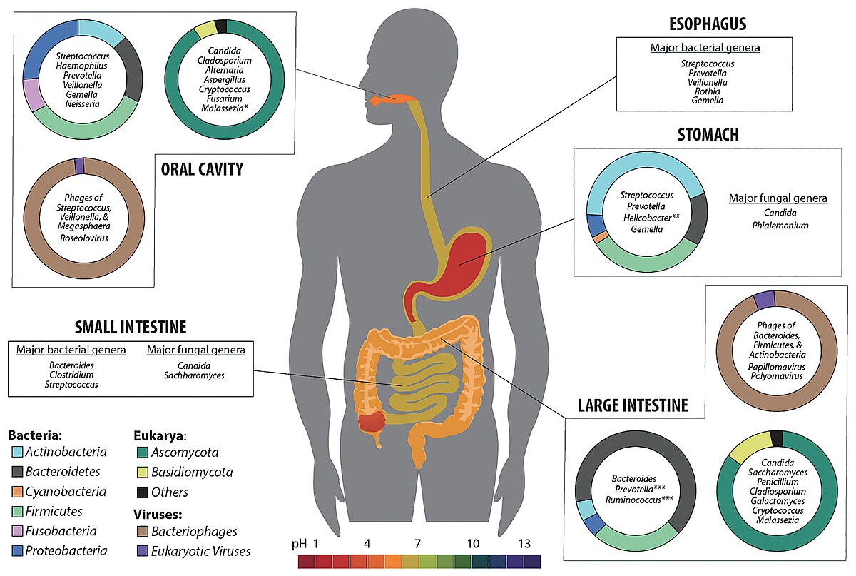 A diagram of the human gastrointestinal tract showing the distribution and composition of microbiota in various regions, including the esophagus, oral cavity, stomach, small intestine, and large intestine. Pie charts and lists indicate major bacterial genera (e.g., Streptococcus, Prevotella), fungal genera (e.g., Candida), and viruses (e.g., Bacteriophages) for each area, along with a pH scale from 1 to 13.