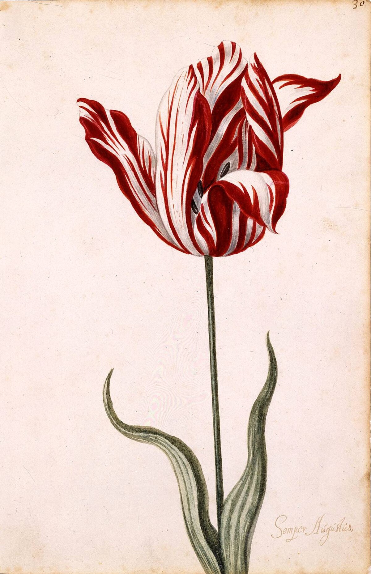 A 17th-century watercolor illustration of the "Semper Augustus" tulip, known for its distinctive red and white striped petals. The stem and leaves are depicted in green, and the name "Semper Augustus" is written at the bottom right.