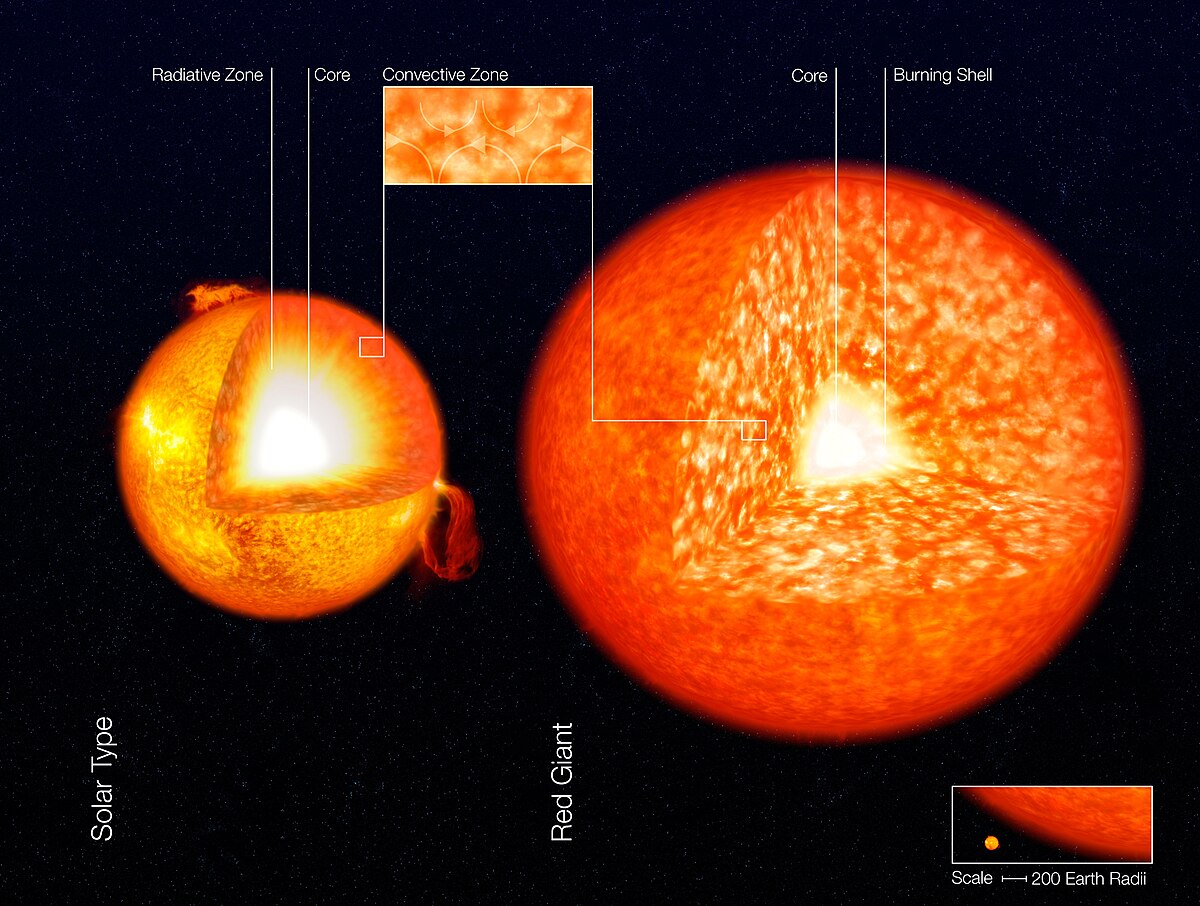 An artist's impression comparing the internal structure of the Sun (labeled "Solar Type" on the left) and its possible future as a red giant (on the right). The Sun shows a "Radiative Zone", "Core", and "Convective Zone", while the red giant shows a "Core" and "Burning Shell"; an inset at the bottom right shows a size comparison with a scale of "200 Earth Radii".