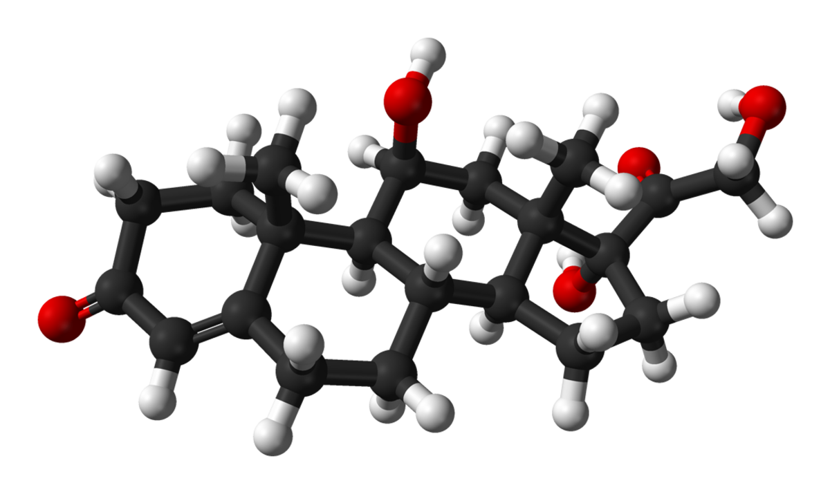 Ball-and-stick model of the cortisol molecule, showing its three-dimensional chemical structure. Carbon atoms are dark gray, oxygen atoms are red, and hydrogen atoms are white.