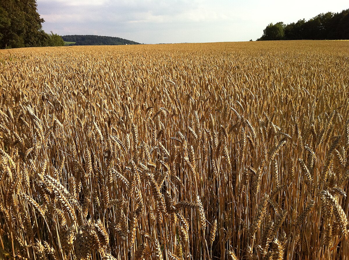 A wide shot of a golden wheat field in Deggendorf, Germany, under a partly cloudy sky. The mature wheat stalks are ready for harvest, stretching towards a distant tree line.