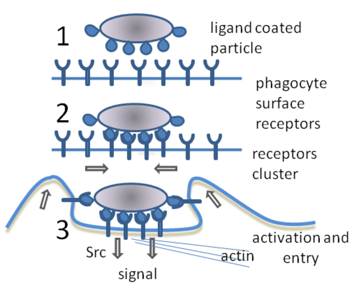 Diagram illustrating phagocytosis in three steps: 1) Unbound phagocyte surface receptors do not trigger phagocytosis of a ligand-coated particle. 2) Binding of receptors to the particle causes them to cluster. 3) Phagocytosis is triggered, leading to activation, signal transduction, actin rearrangement, and entry of the particle into the phagocyte.