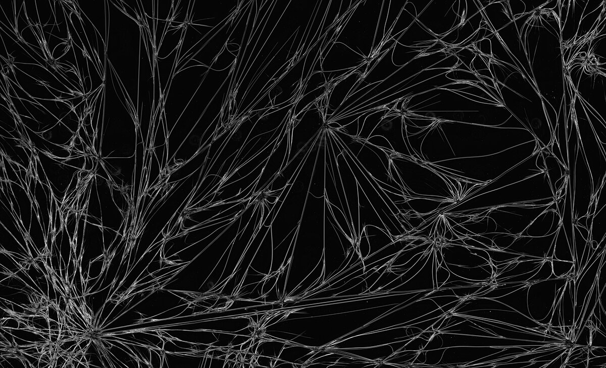 A dark-field microscopy image of fibrous crystals of purified caffeine, measuring approximately 7 mm × 11 mm. The crystals form intricate, web-like patterns against a black background.