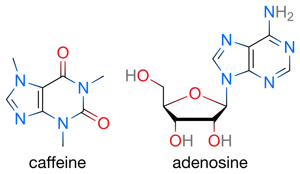 Skeletal formulas of caffeine and adenosine molecules. Caffeine is shown on the left with the label "caffeine", and adenosine is on the right with the label "adenosine".