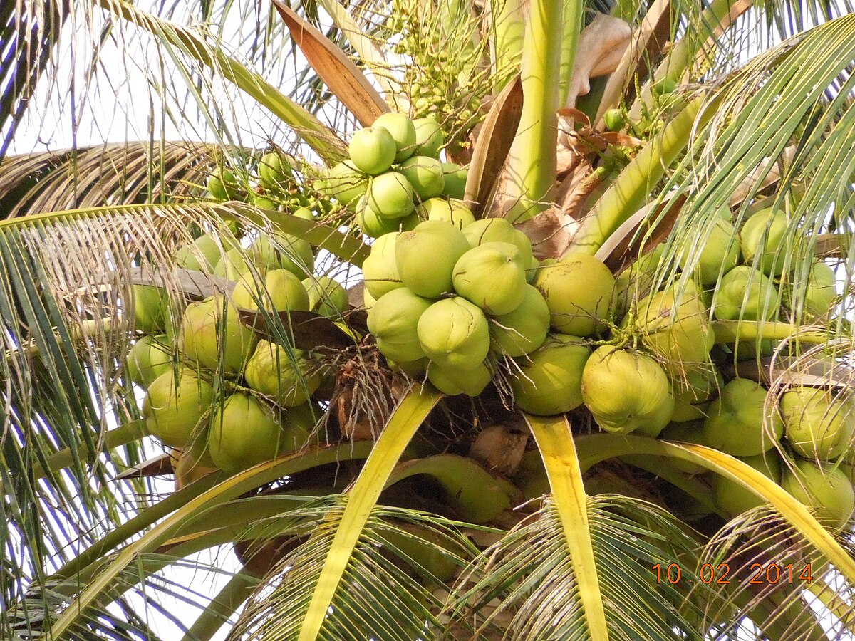 A cluster of green coconuts hangs from a coconut palm tree, surrounded by fronds. The coconuts are in various stages of development, appearing young and unripe.
