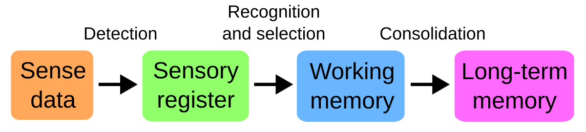 Simplified model of cognitive processes associated with perception and memory, depicted as a linear flow from "Sense data" to "Long-term memory". The stages include "Detection", "Sensory register", "Recognition and selection", "Working memory", and "Consolidation".