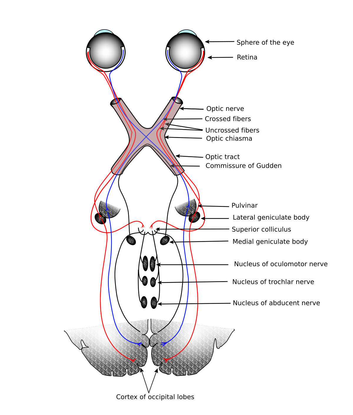 Diagram illustrating the human visual pathway, showing the optic nerves from both "Sphere of the eye" and "Retina" crossing at the "Optic chiasma". Labels include "Optic nerve", "Crossed fibers", "Uncrossed fibers", "Optic tract", "Commissure of Gudden", "Pulvinar", "Lateral geniculate body", "Superior colliculus", "Medial geniculate body", "Nucleus of oculomotor nerve", "Nucleus of trochlear nerve", "Nucleus of abducent nerve", and "Cortex of occipital lobes".