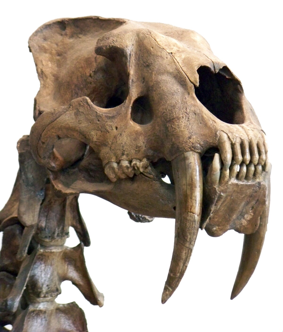 A fossilized skull of Smilodon, commonly known as a saber-toothed tiger, is shown with its massive, dagger-like canines. The skull is articulated with part of the vertebral column, showcasing its robust bone structure.