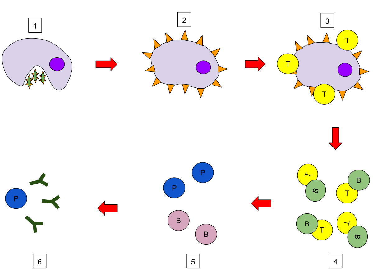 Diagram illustrating the humoral immune response in six steps, starting with a macrophage engulfing a pathogen (1) and presenting antigens (2). A T helper cell binds to the macrophage (3), then activates a B cell (4). Activated B cells differentiate into plasma cells and memory B cells (5), with plasma cells secreting antibodies (6) to fight pathogens.