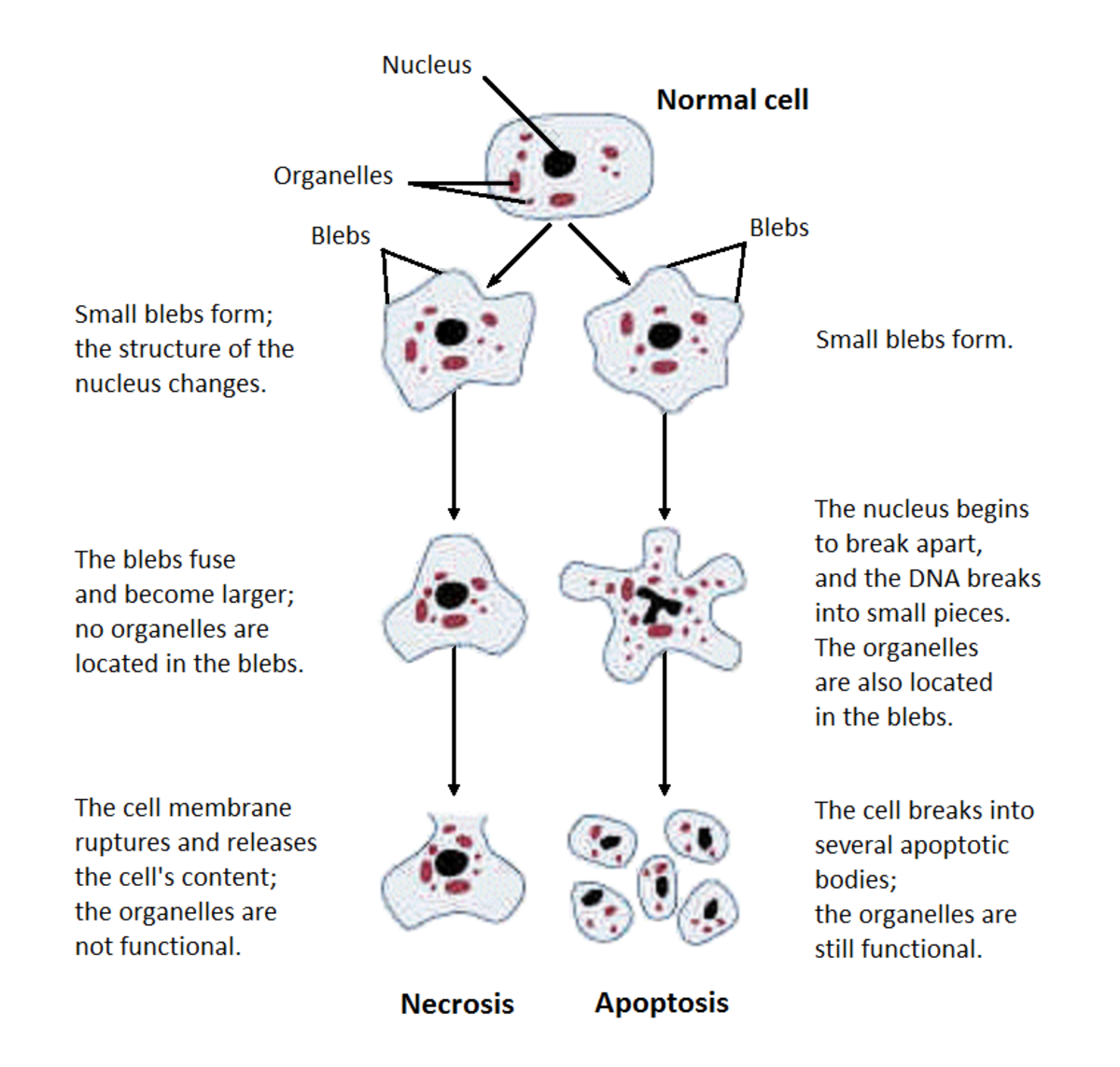 Diagram illustrating the structural changes of cells undergoing necrosis or apoptosis, starting from a normal cell with a nucleus and organelles. The necrosis pathway shows the cell forming small blebs, which fuse and enlarge, leading to cell membrane rupture and release of non-functional contents, while the apoptosis pathway shows small blebs forming, the nucleus breaking into DNA pieces, and the cell breaking into several apoptotic bodies with functional organelles.