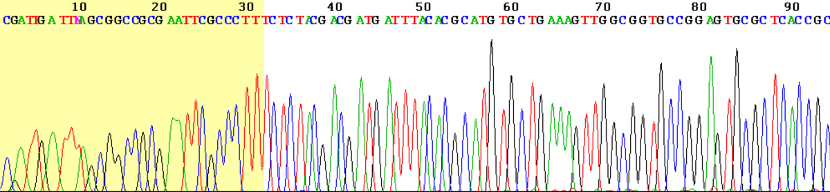 A Sanger sequencing read display shows a chromatogram with colored peaks representing DNA bases and the corresponding nucleotide sequence above. The sequence begins with "CGATTTGATTTCCGCCCGCGG" and continues, with a yellow highlighted region indicating an area of lower quality or uncertainty.