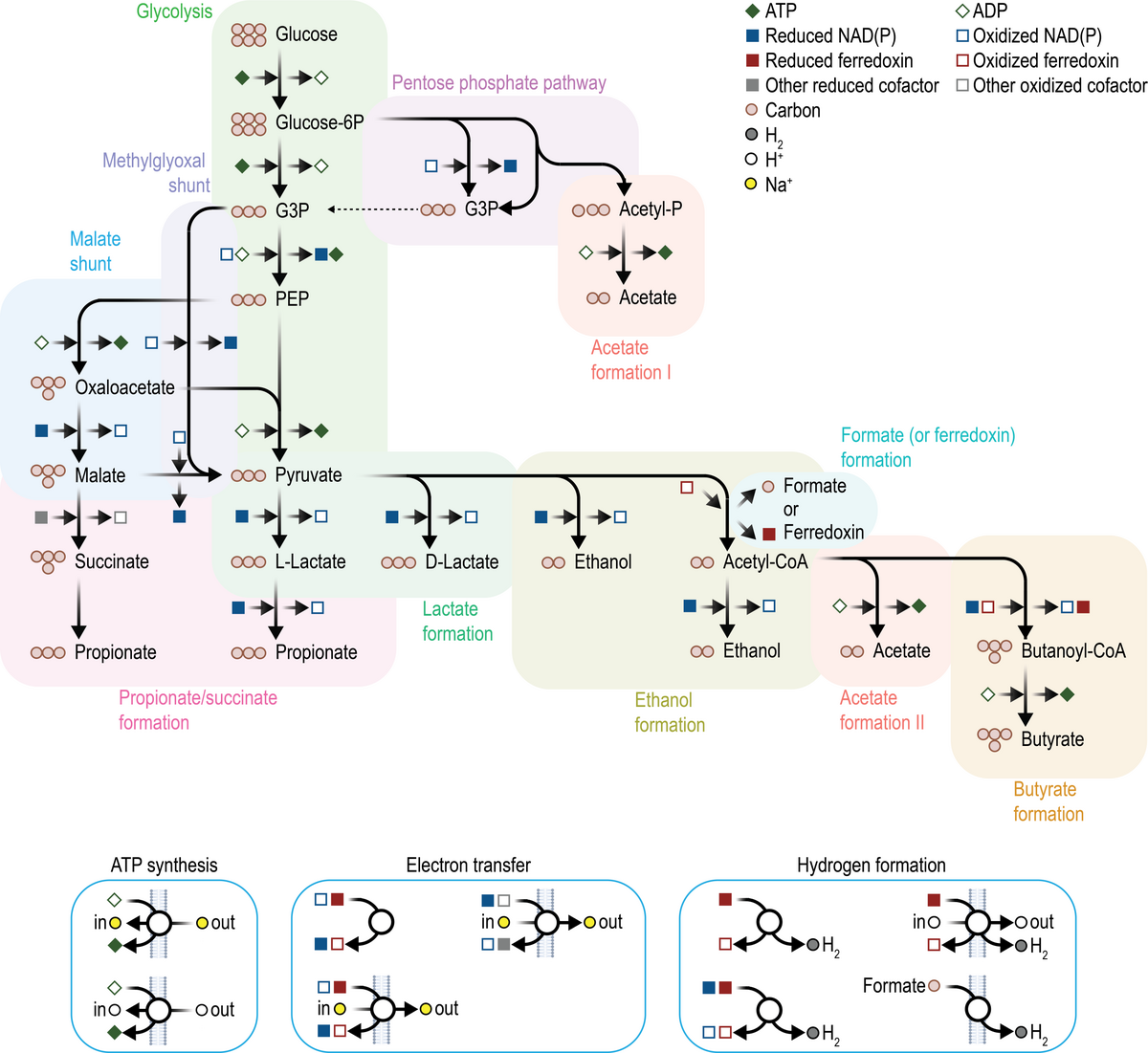 Diagram illustrating the biochemical pathways for glucose fermentation, showing glycolysis, pentose phosphate pathway, methylglyoxal shunt, and malate shunt leading to various end products like L-Lactate, D-Lactate, Ethanol, Acetate, Butyrate, Propionate, and Succinate. A legend defines symbols for ATP, ADP, reduced/oxidized ferredoxin, reduced/oxidized NAD(P), carbon, H+, and Na+, and smaller diagrams show ATP synthesis, electron transfer, and hydrogen formation.