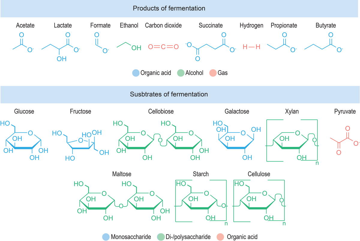 Diagram showing the chemical structures of common fermentation products and substrates. Products include organic acids (Acetate, Lactate, Formate, Succinate, Propionate, Butyrate), alcohols (Ethanol), and gas (Carbon dioxide, Hydrogen), while substrates include monosaccharides (Glucose, Fructose, Galactose), di-/polysaccharides (Cellobiose, Xylan, Maltose, Starch, Cellulose), and organic acids (Pyruvate).