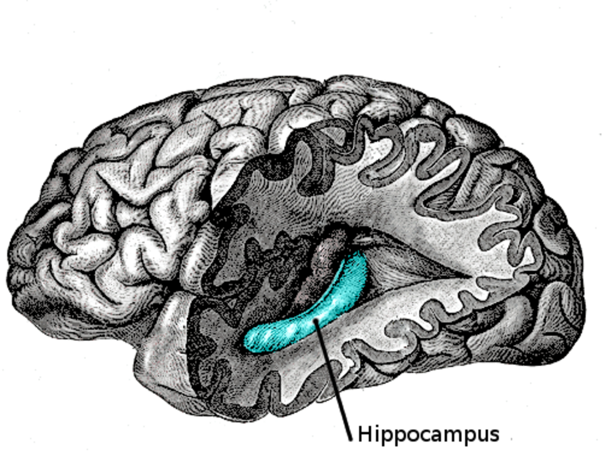 A lateral view diagram of the human brain highlights the hippocampus in blue, located within the medial temporal lobe. An arrow points to the highlighted structure, labeled "Hippocampus".