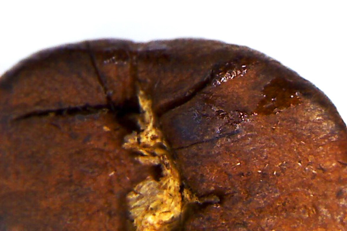 A magnified view of a roasted coffee bean shows a crack in the center, with visible scorching and oil seepage around the edges.