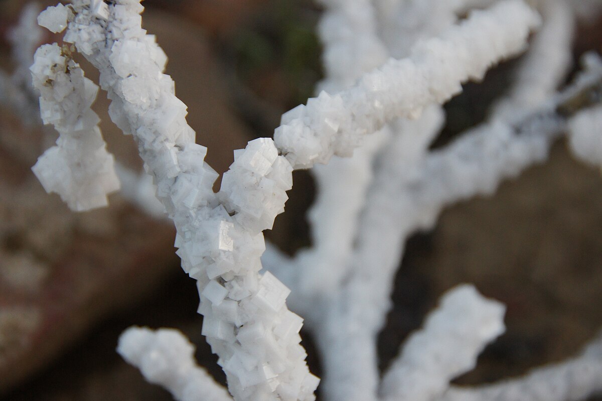 Close-up photograph of salt crystals formed on a stick or branch, showing their cubic structure. The crystals are white and opaque, covering the surface of the underlying material.