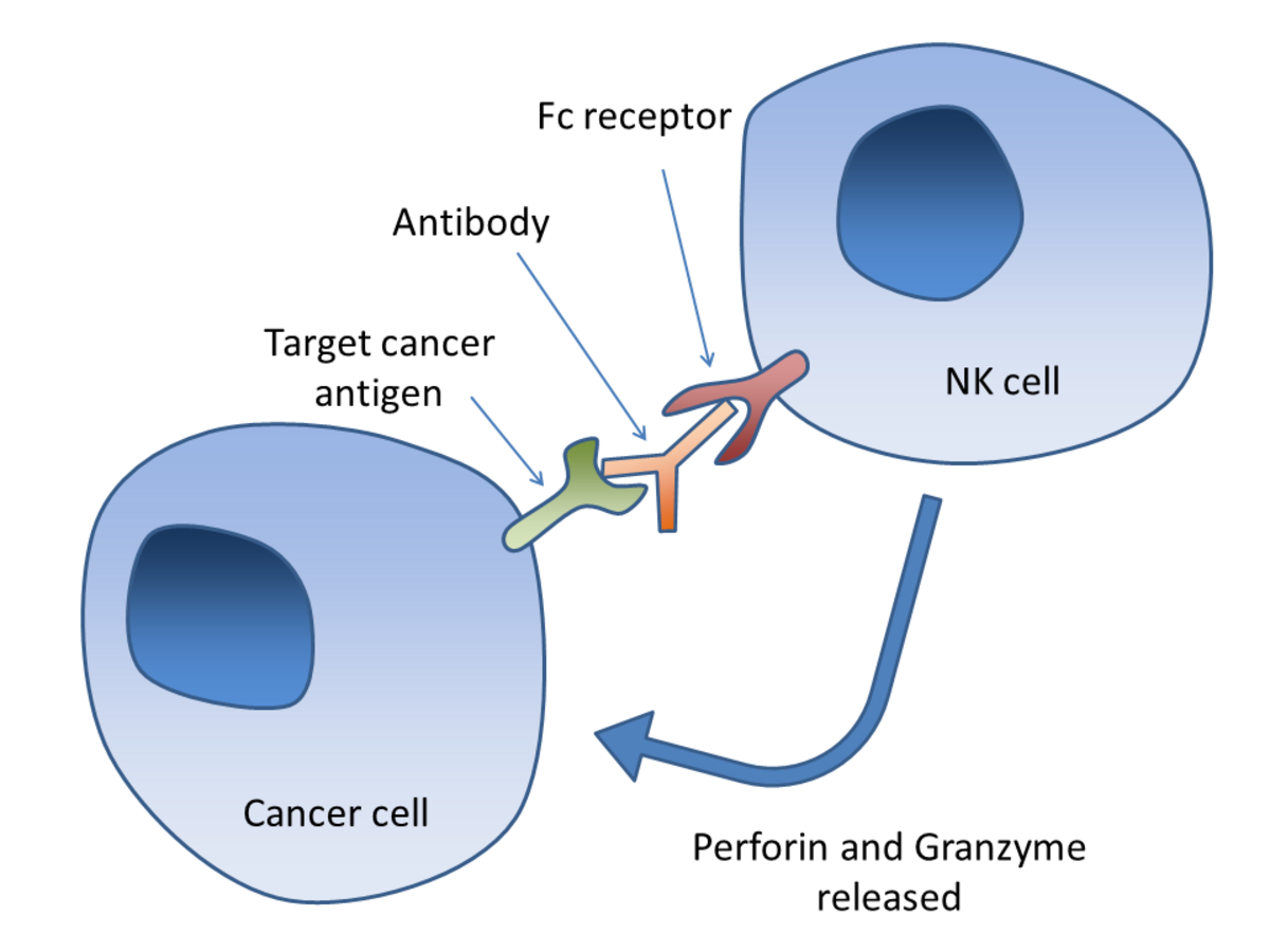 Diagram of antibody-dependent cell-mediated cytotoxicity (ADCC) illustrating the interaction between a natural killer (NK) cell and a cancer cell. Labels identify the target cancer antigen, the linking antibody, and the NK cell's Fc receptor, with an arrow indicating that perforin and granzyme are released to induce apoptosis in the target cell.
