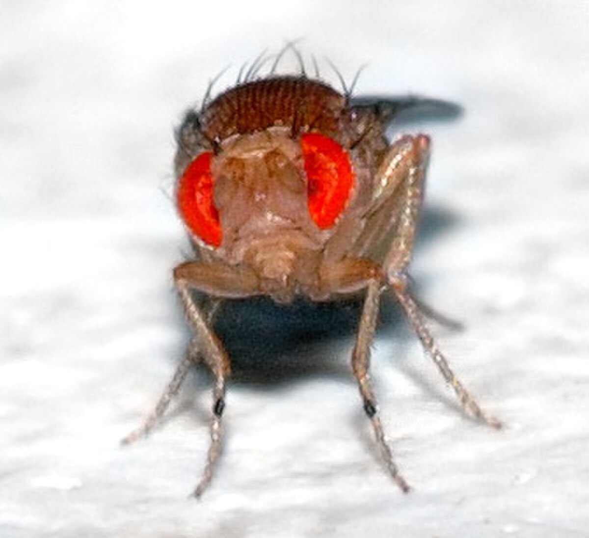 A frontal view of a Drosophila melanogaster fruit fly, highlighting its large red compound eyes and hairy head. The fly's antennae and mouthparts are also visible.