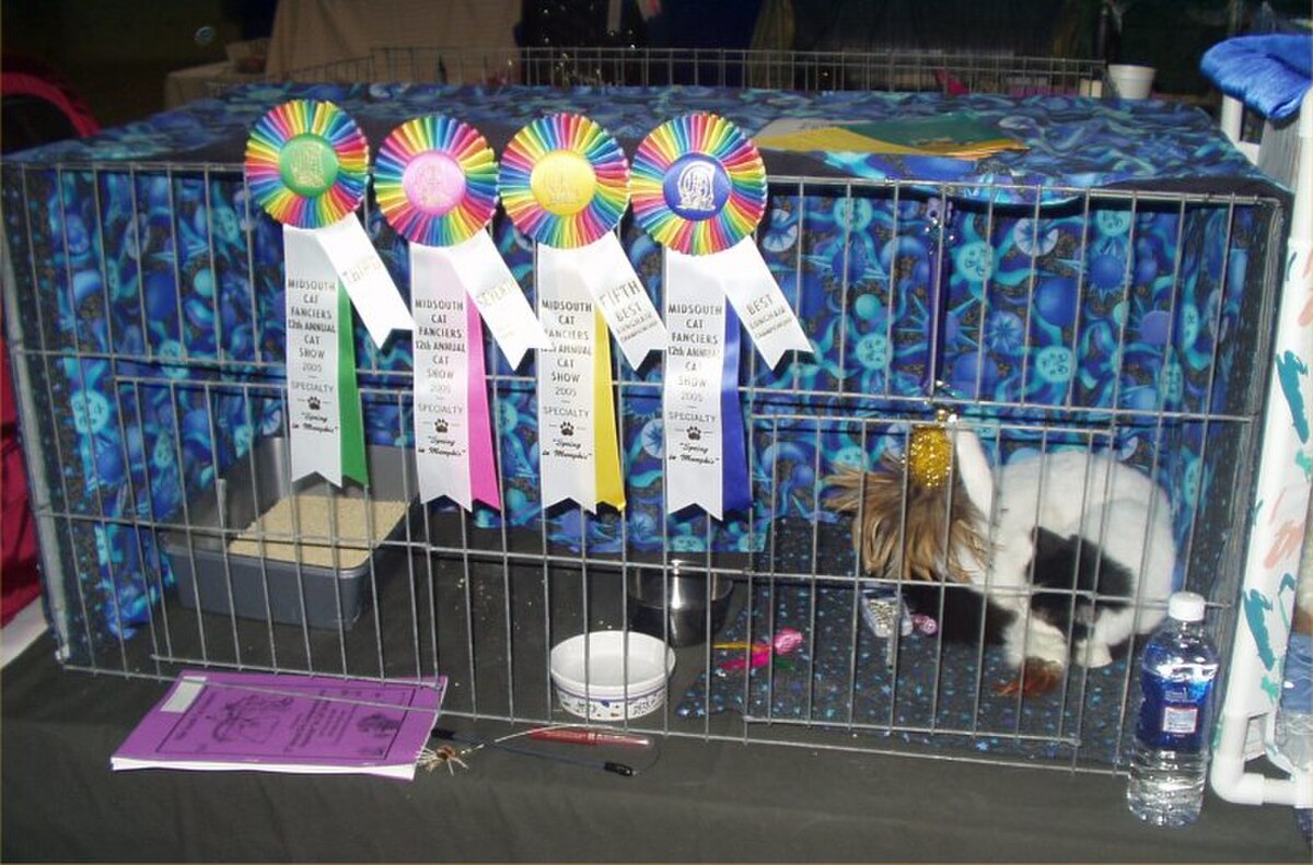 A cat cage at a cat show, adorned with five colorful ribbons indicating awards. A black and white cat is visible inside the cage, which is covered with a blue patterned fabric.