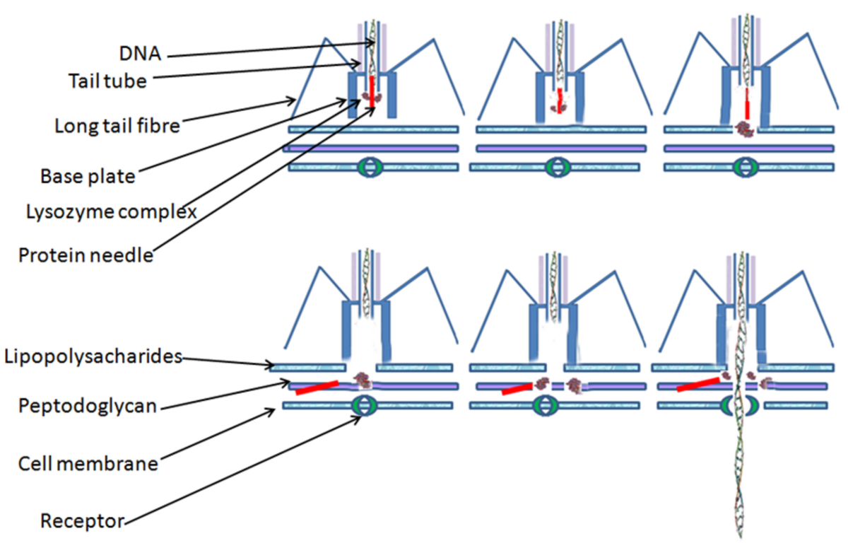 Diagram illustrating the DNA injection process of a bacteriophage into a bacterial cell. Key labeled components include DNA, Tail tube, Long tail fibre, Base plate, Lysozyme complex, Protein needle, Lipopolysaccharides, Peptidoglycan, Cell membrane, and Receptor.