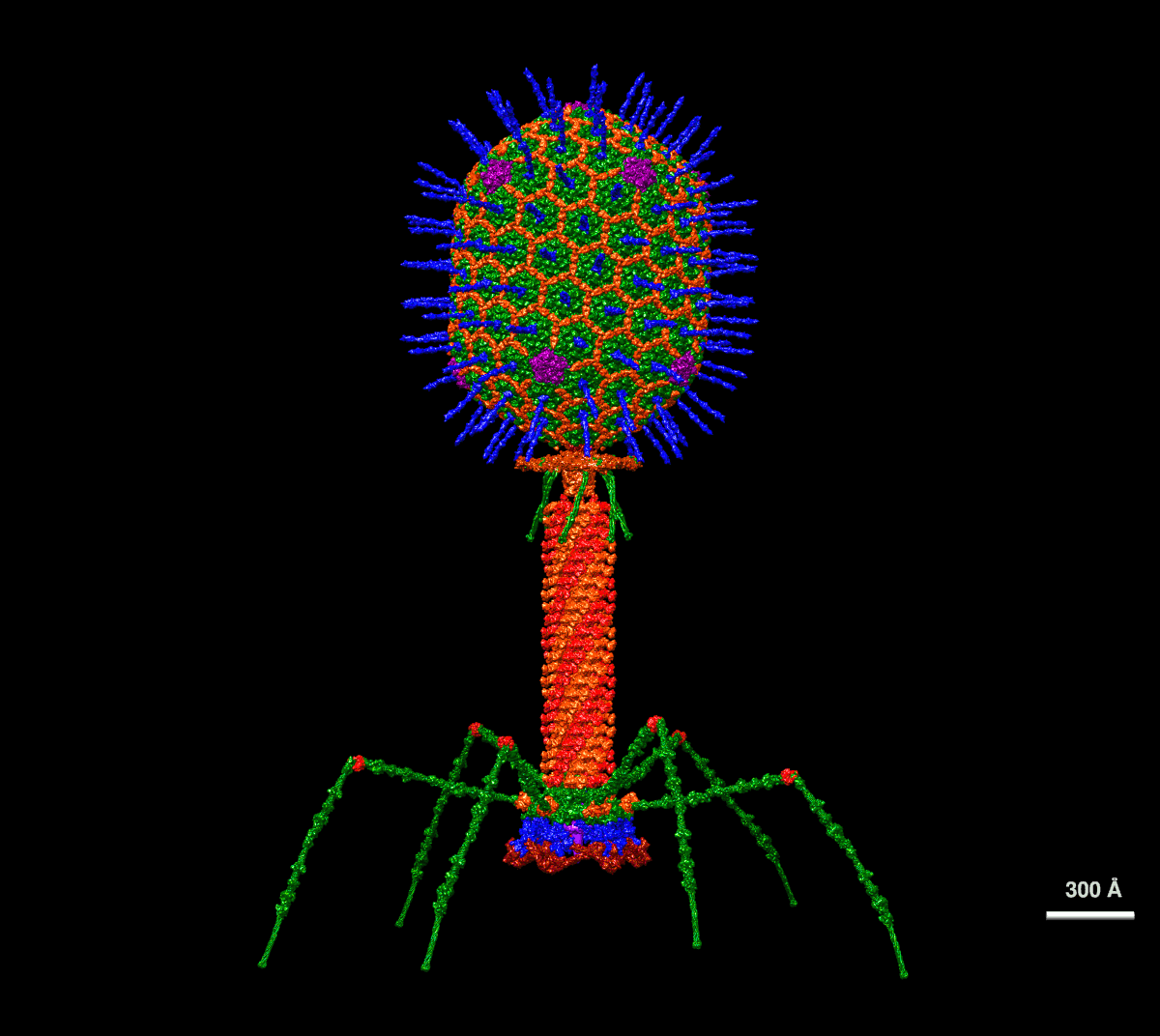 A detailed atomic resolution structure of bacteriophage T4, depicted in various colors against a black background. The scale bar indicates 300 Å.