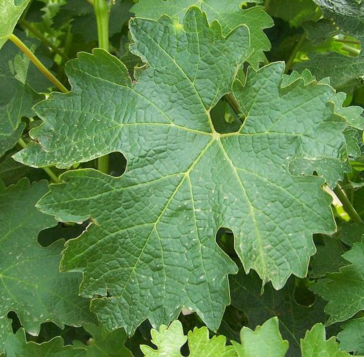 A close-up view of a Cabernet Sauvignon grape leaf shows its distinctive lobed shape and textured surface. The leaf is green with visible veins and some small white spots.