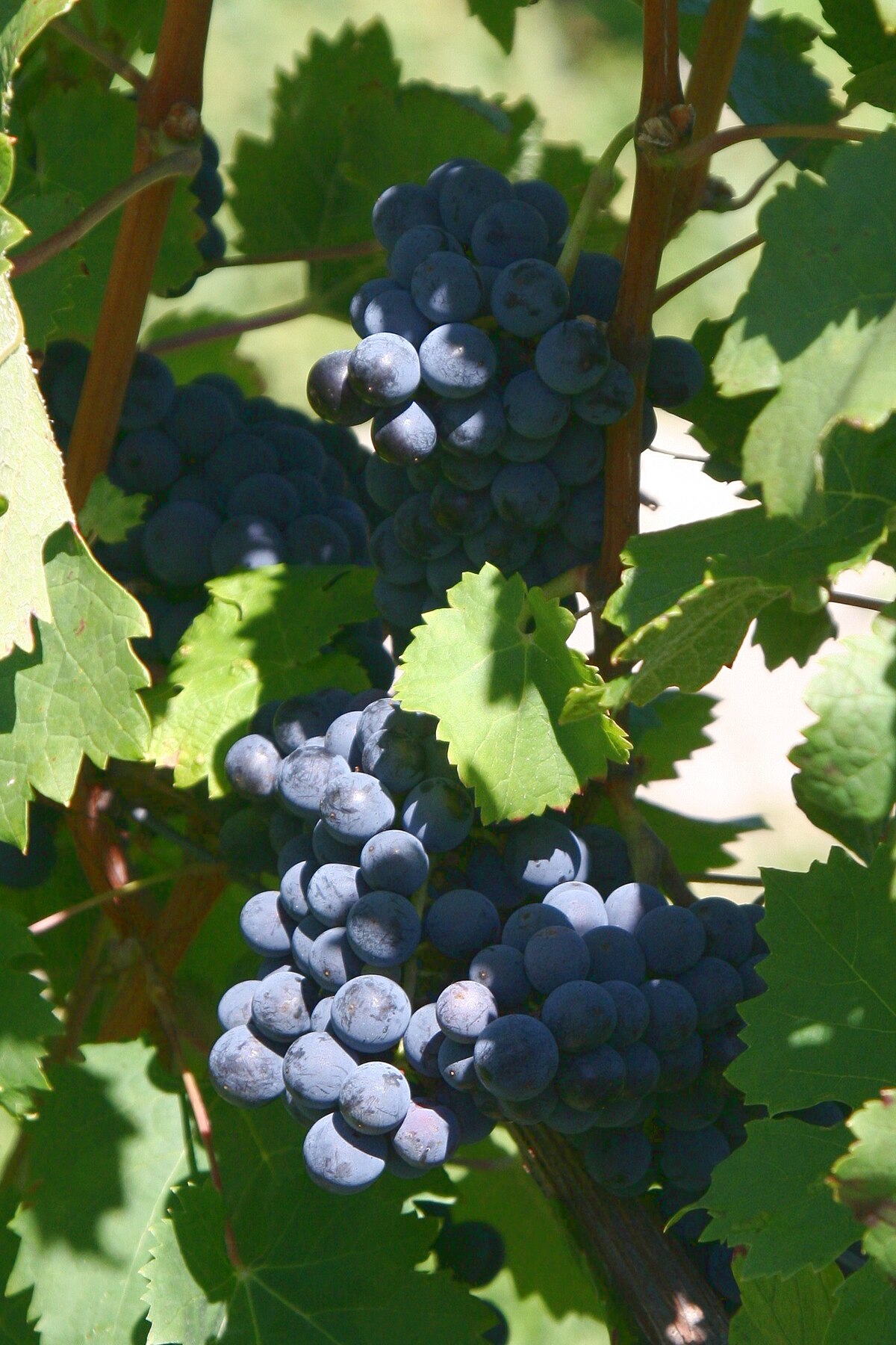 A cluster of dark purple Cabernet Franc grapes hanging from a vine, partially shaded by green leaves.