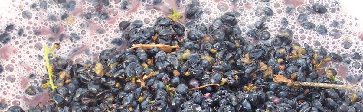 A close-up view of dark grape skins, seeds, and stems submerged in a foamy, purple liquid during the maceration process.