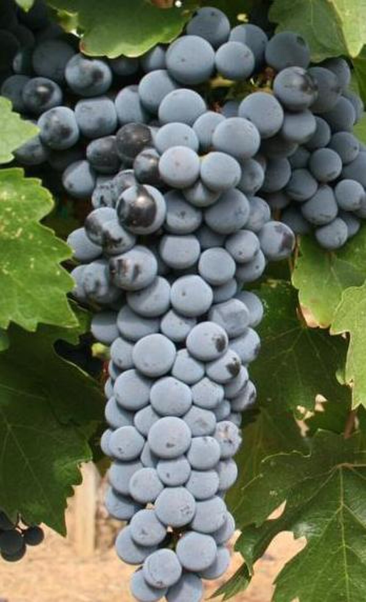 A close-up of a large cluster of dark, dusty blue Cabernet Sauvignon grapes on the vine, with green leaves visible around them.