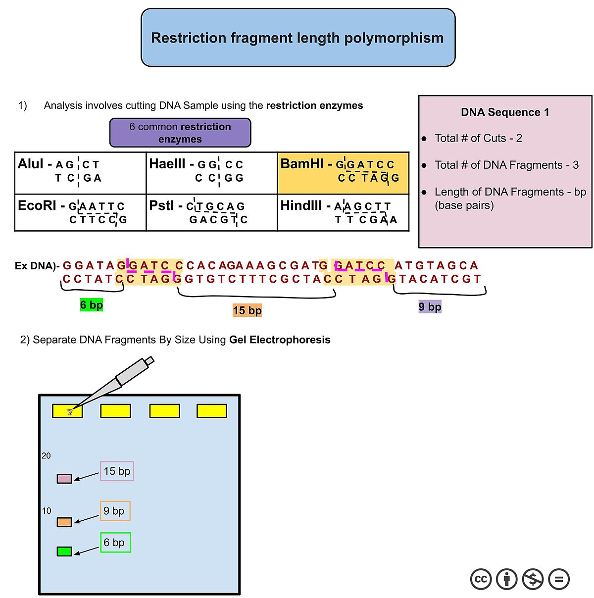 Diagram illustrating the process of Restriction Fragment Length Polymorphism (RFLP) and gel electrophoresis for DNA analysis. The top section shows common restriction enzymes like AluI, HaeIII, BamHI, EcoRI, PstI, and HindIII cutting a sample DNA sequence into fragments of 6 bp, 15 bp, and 9 bp. The bottom section depicts the separation of these DNA fragments by size using gel electrophoresis with a pipette loading the sample into a gel matrix.