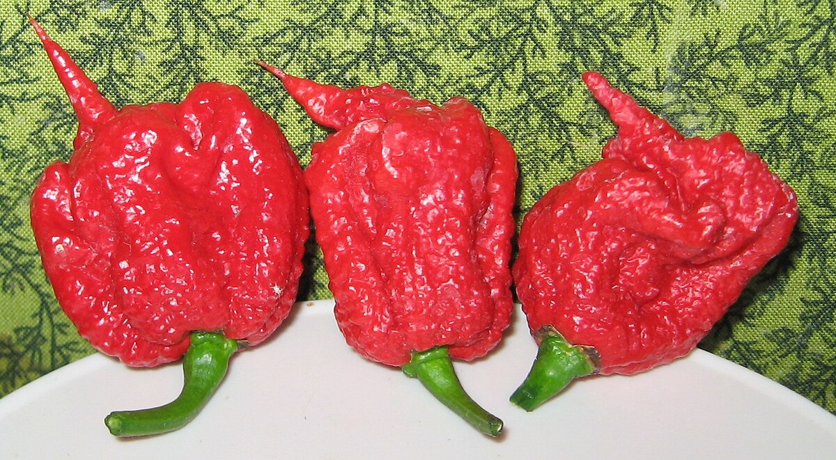Three red Carolina Reaper pepper pods are displayed on a white surface against a green patterned background. Each pepper has a distinctive wrinkled texture and a pointed tail, with green stems visible at their bases.