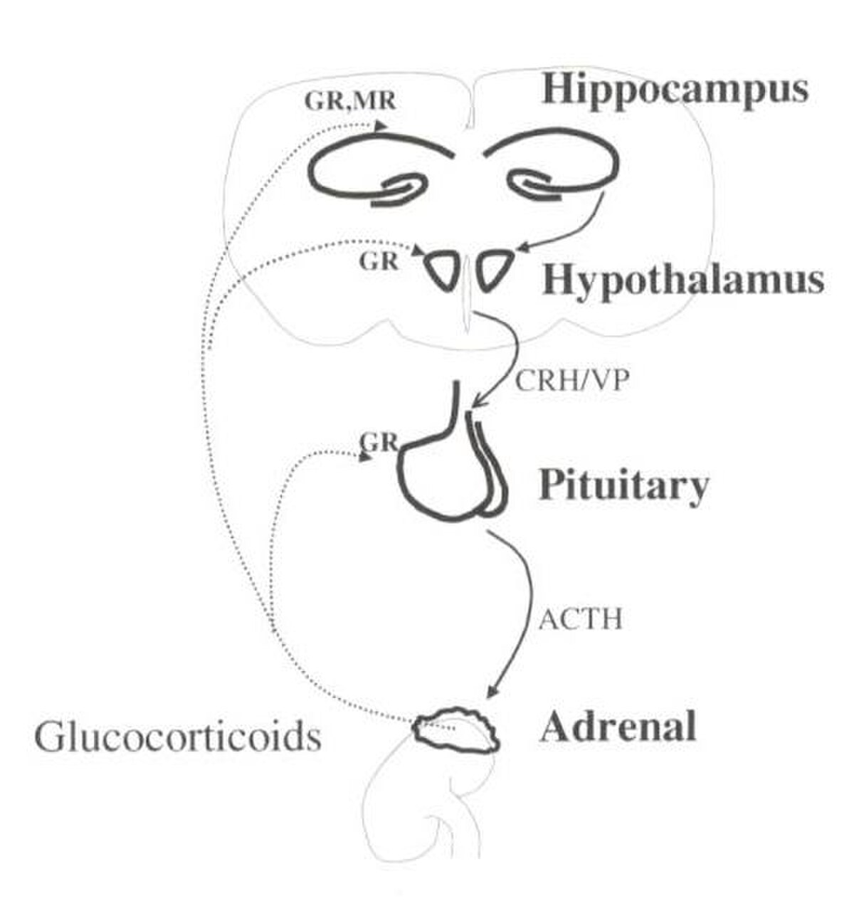 Schematic diagram illustrating the hypothalamic-pituitary-adrenal (HPA) axis and its response to stress. The diagram shows the hippocampus and hypothalamus interacting with the pituitary gland, which then stimulates the adrenal gland to release glucocorticoids, with feedback loops involving GR and MR receptors.
