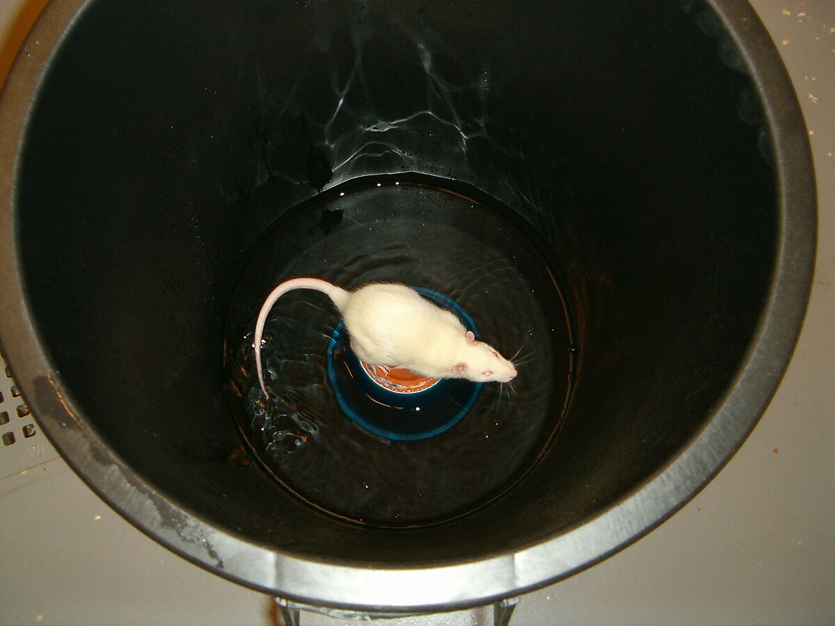 A white laboratory rat is shown in a "flowerpot technique" setup, standing on a small platform in a bucket of water, a method used to deprive rats of REM sleep. The rat is partially submerged in water, with its tail curled.