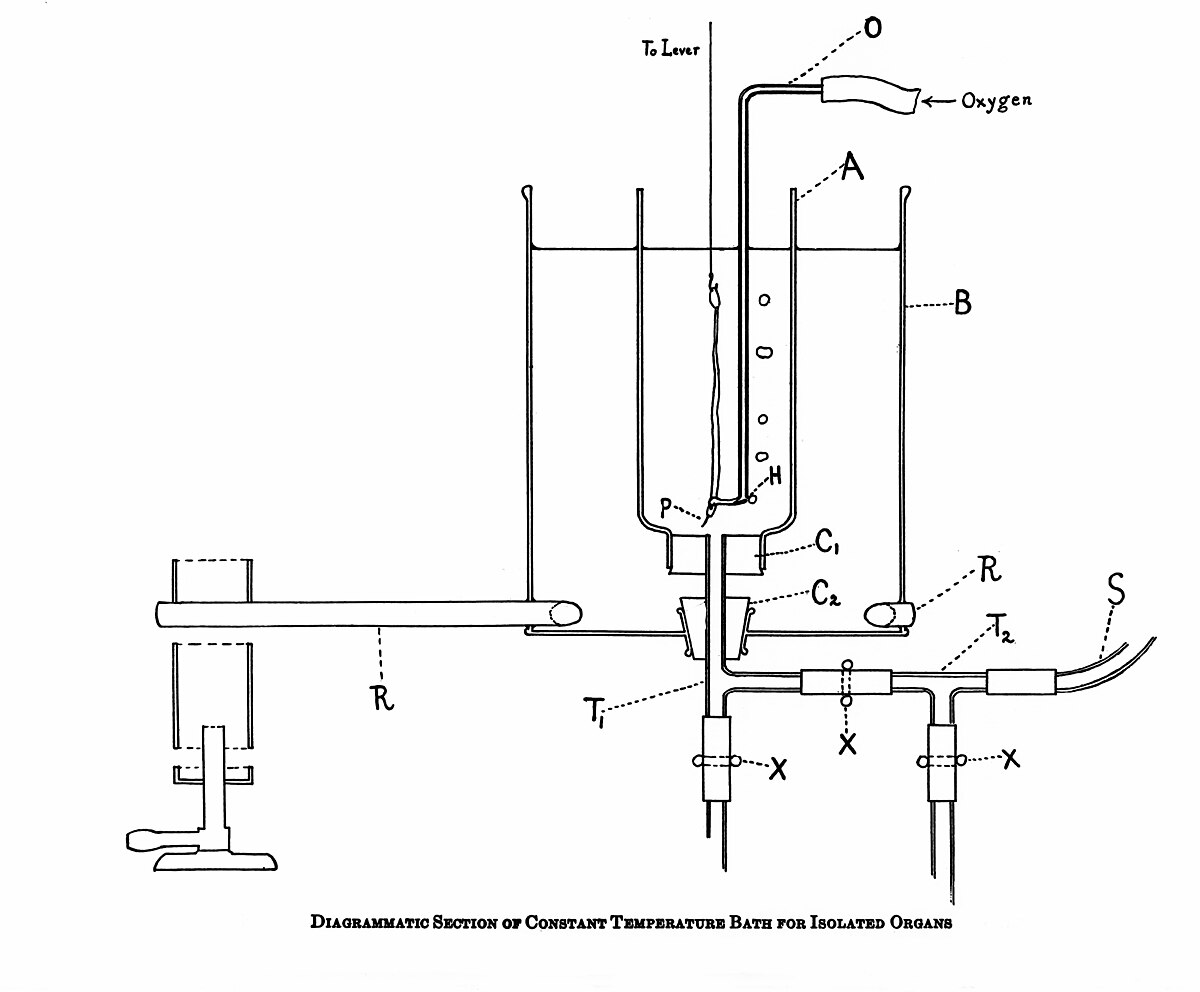 Diagram of a constant temperature bath for isolated organs, featuring a central chamber (A) immersed in a larger bath (B). Key components include an oxygen inlet (O), tubes for fluid circulation (T1, T2), clamps (X), and a lever (R) for adjusting the setup. The diagram also labels a point 'To Lever' and indicates the presence of a heating element or sensor (H) and a support (P) for the organ.
