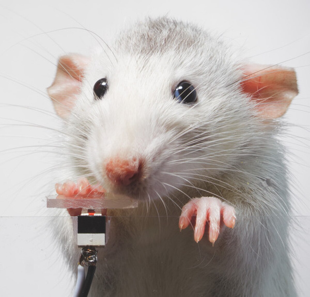 A white rat with grey markings on its head presses a small black and white button with its front paws. The rat's face is visible, showing its pink nose, whiskers, and dark eyes.
