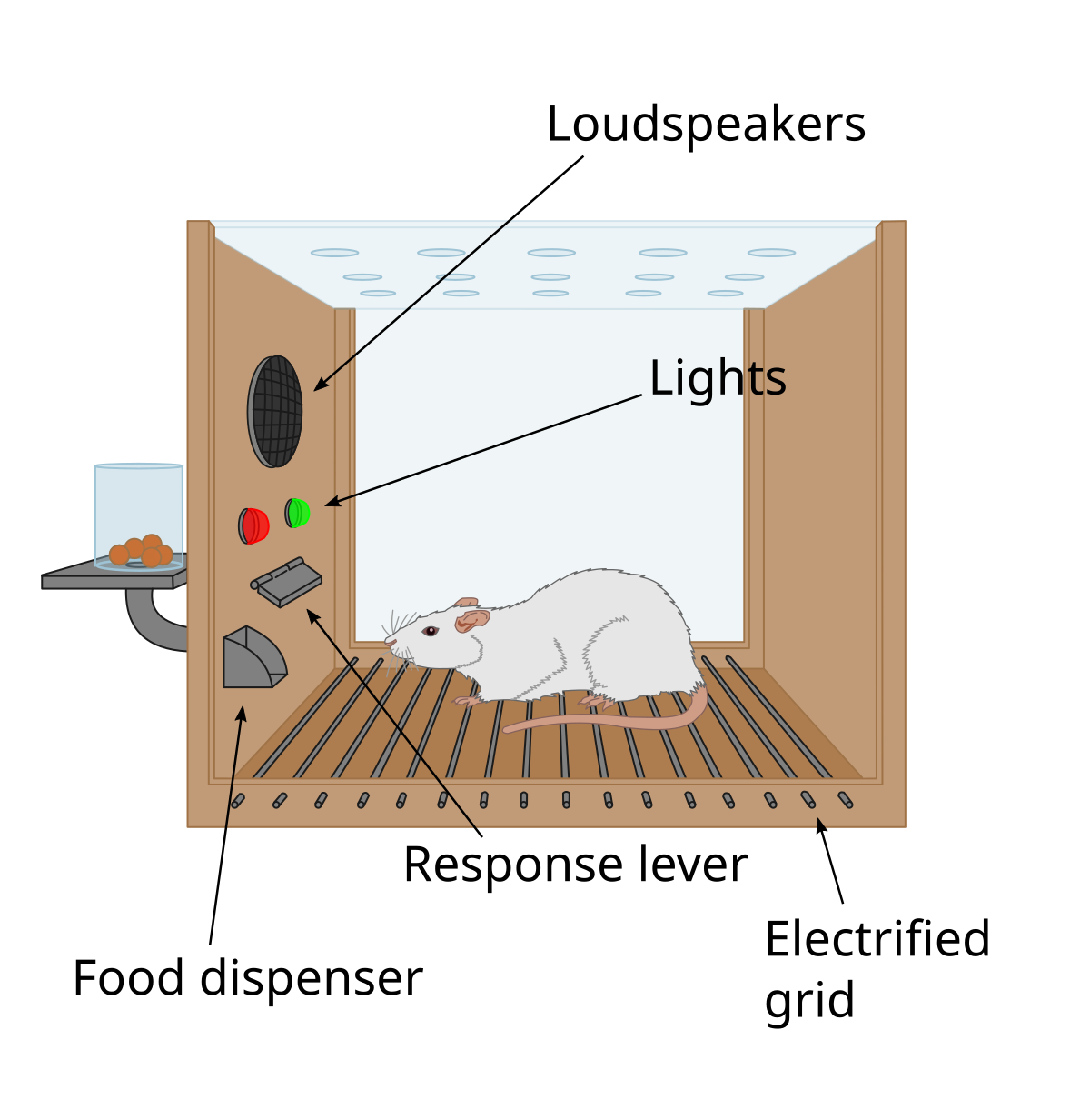 Diagram of a Skinner box, an operant conditioning chamber, showing its internal components. Labeled features include "Loudspeakers", "Lights", "Response lever", "Food dispenser", and an "Electrified grid" on the floor, with a rat inside the box.