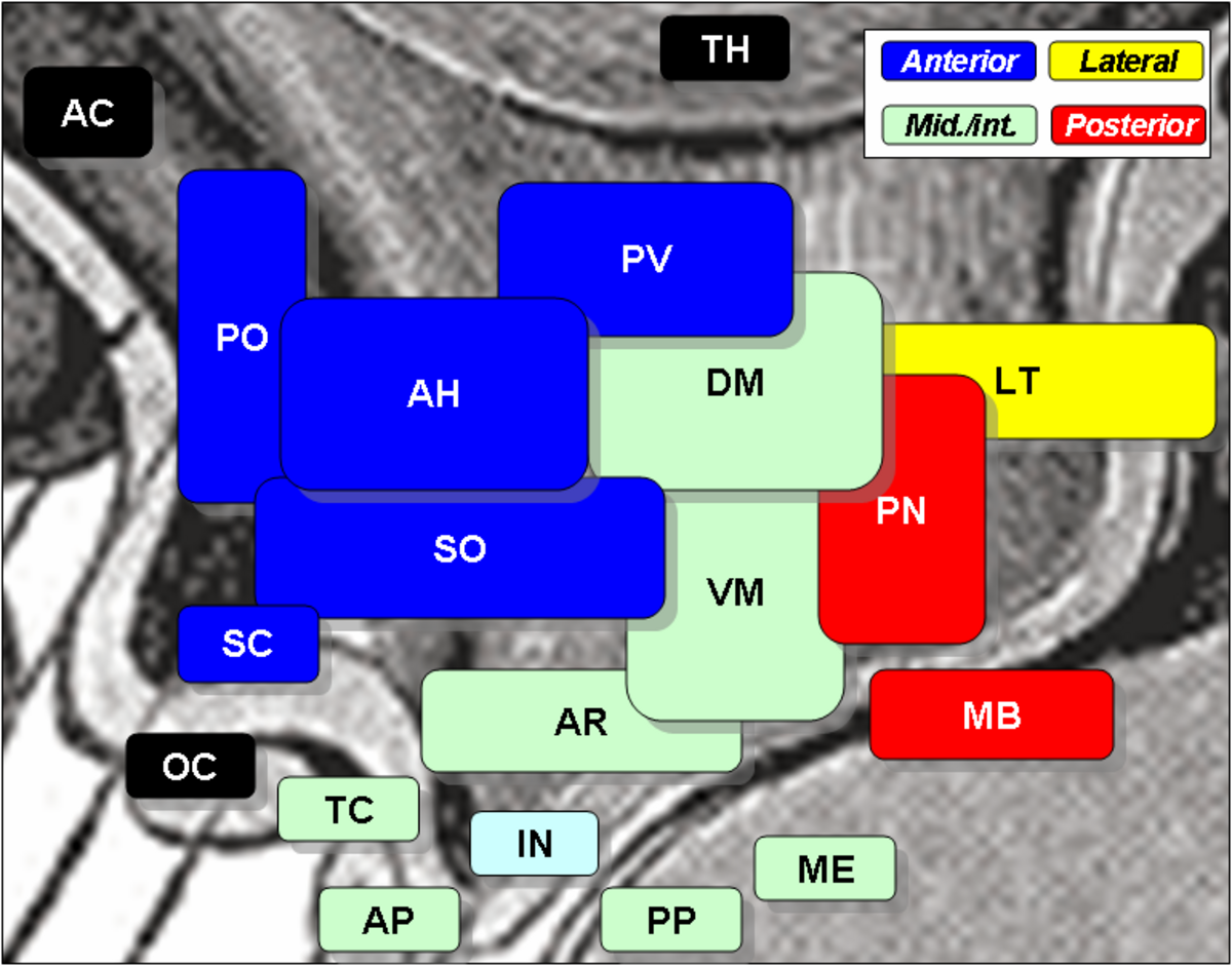A diagram overlays labeled hypothalamic nuclei onto a brain image, color-coded by region: Anterior (blue), Lateral (yellow), Mid.Int. (light green), and Posterior (red). Key nuclei include PO (Preoptic), AH (Anterior Hypothalamic), SO (Supraoptic), SC (Suprachiasmatic), PV (Paraventricular), DM (Dorsomedial), VM (Ventromedial), AR (Arcuate), IN (Infundibular), TC (Tuber Cinereum), AP (Anterior Pituitary), PP (Posterior Pituitary), LT (Lateral Tuberal), PN (Posterior Nucleus), MB (Mammillary Body), TH (Thalamus), AC (Anterior Commissure), and OC (Optic Chiasm).