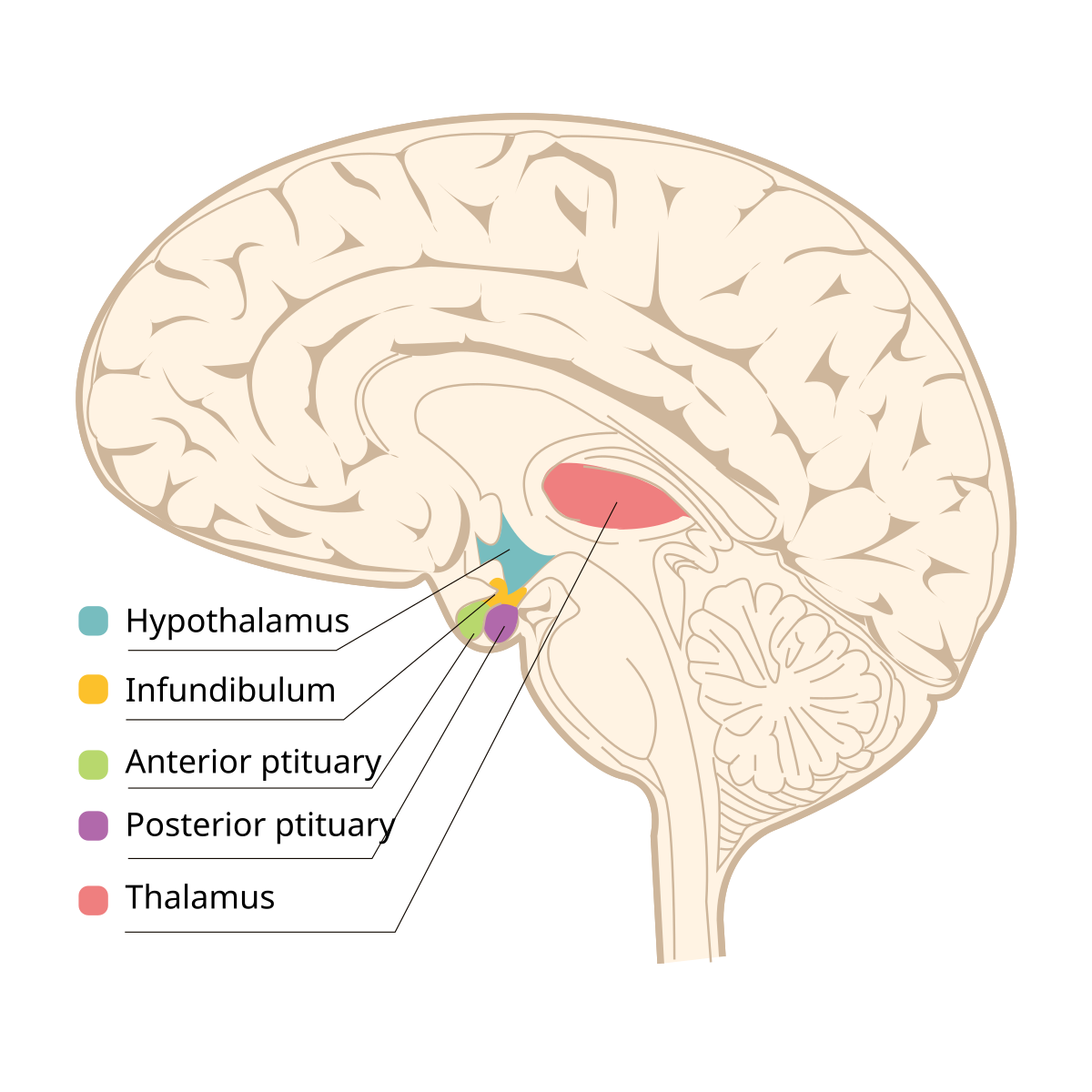Diagram of the human brain highlighting the hypothalamus, pituitary gland, and surrounding structures. Labeled components include the Hypothalamus (light blue), Infundibulum (yellow), Anterior pituitary (green), Posterior pituitary (purple), and Thalamus (red).