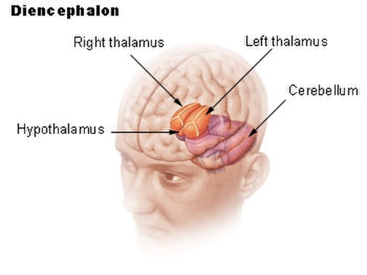 A diagram of the diencephalon shows the location of the hypothalamus, left thalamus, right thalamus, and cerebellum within the human brain. The brain is depicted in a transparent view, highlighting these structures.