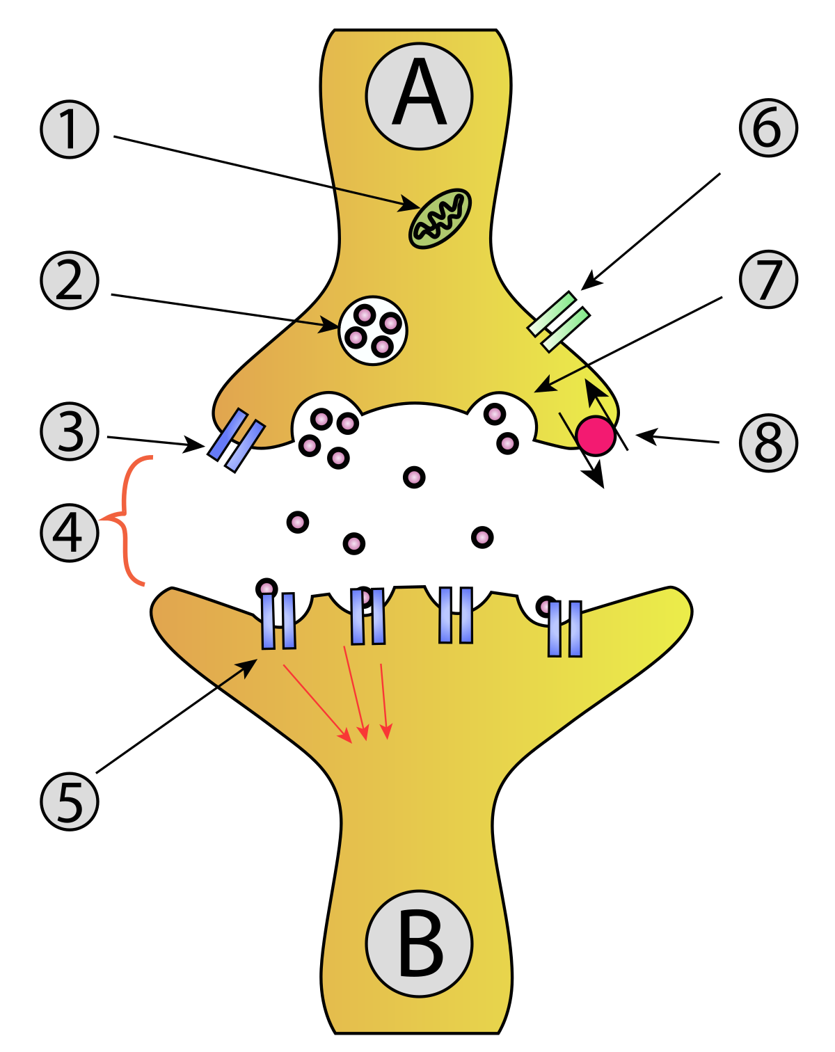 Diagram of a synapse, illustrating the transmission of neurotransmitters from a presynaptic neuron (A) to a postsynaptic neuron (B). Key components labeled with numbers include: 1) mitochondrion, 2) synaptic vesicles, 3) receptors, 4) synaptic cleft, 5) postsynaptic membrane, 6) voltage-gated Ca2+ channel, 7) reuptake pump, and 8) neurotransmitter.