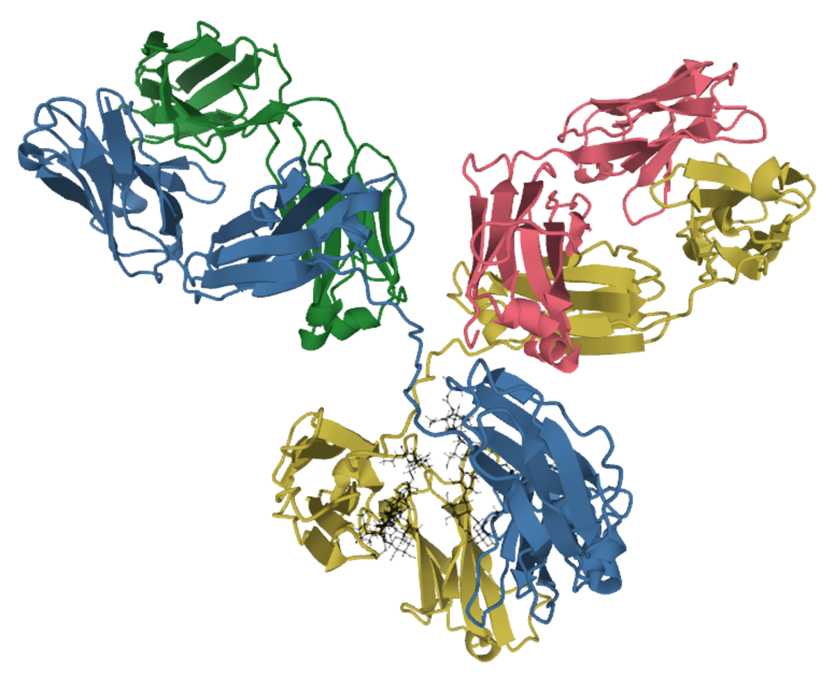 Molecular structure of an IgG1 antibody, rendered as a ribbon diagram with different domains colored green, blue, red, and yellow. The complex structure shows the heavy and light chains forming a Y-shape.