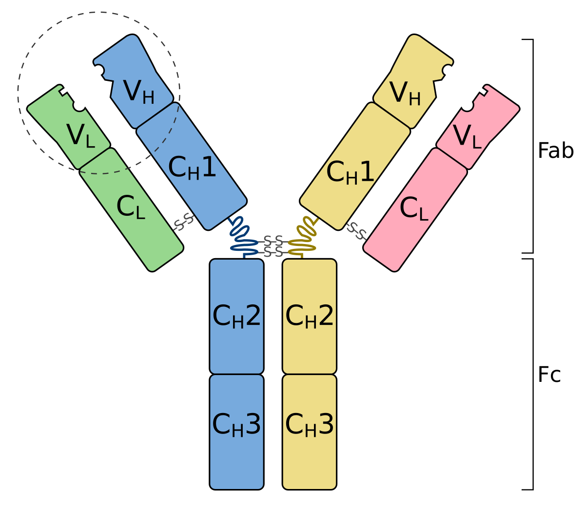 Schematic diagram of an antibody's basic unit, showing two heavy chains (blue and yellow) and two light chains (green and pink). The variable regions are labeled V_H and V_L, constant regions C_H1, C_H2, C_H3, and C_L, and the antigen binding site is circled in a dashed line on the V_L and V_H regions. The Fab and Fc regions are also indicated.