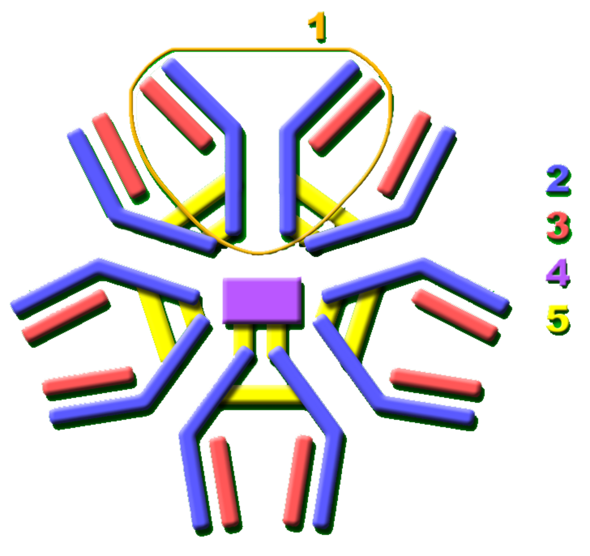 Diagram of a secreted mammalian IgM antibody, depicted as a pentameric structure with five Ig units arranged in a circular fashion. Each Ig unit (labeled 1) has two epitope binding Fab regions, allowing the IgM to bind up to 10 epitopes.