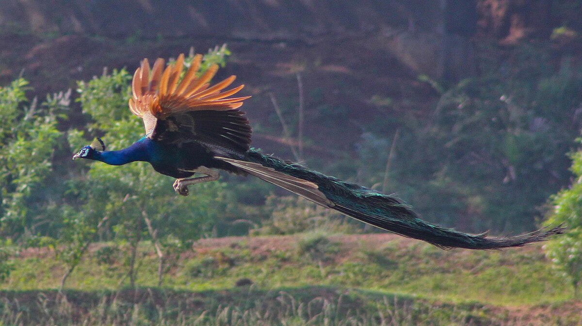 A peacock in flight, showcasing its long, elaborate tail feathers extended behind it, against a blurred natural background. This image is a classic example used to illustrate Fisherian runaway sexual selection.