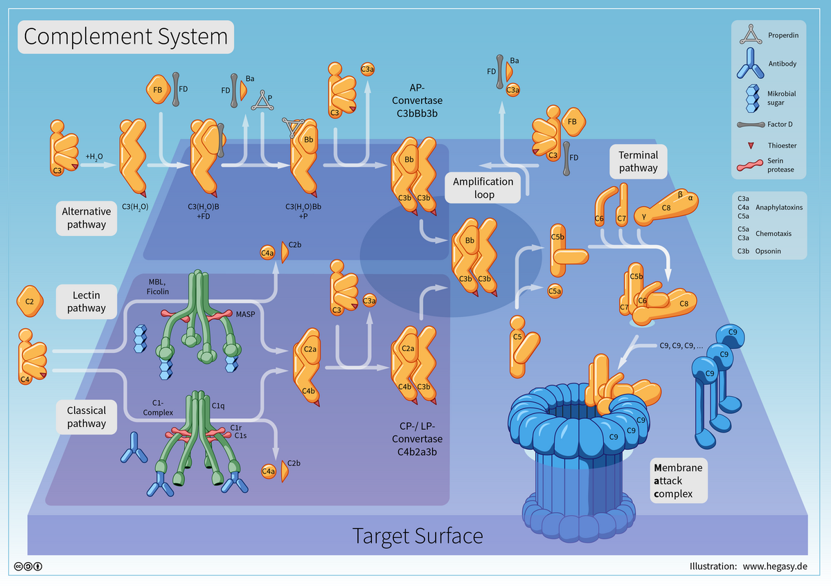A comprehensive diagram illustrates the reaction cascade of the complement system, detailing the classical, alternative, and lectin pathways, an amplification loop, a terminal pathway, and the membrane attack complex. Various components are represented by shapes, including microbial sugar, antibody, factor D, thrombin, serine protease, C3, C3a, C3b, C5, C5a, C5b, C9, and opsonin, all interacting on a target surface.