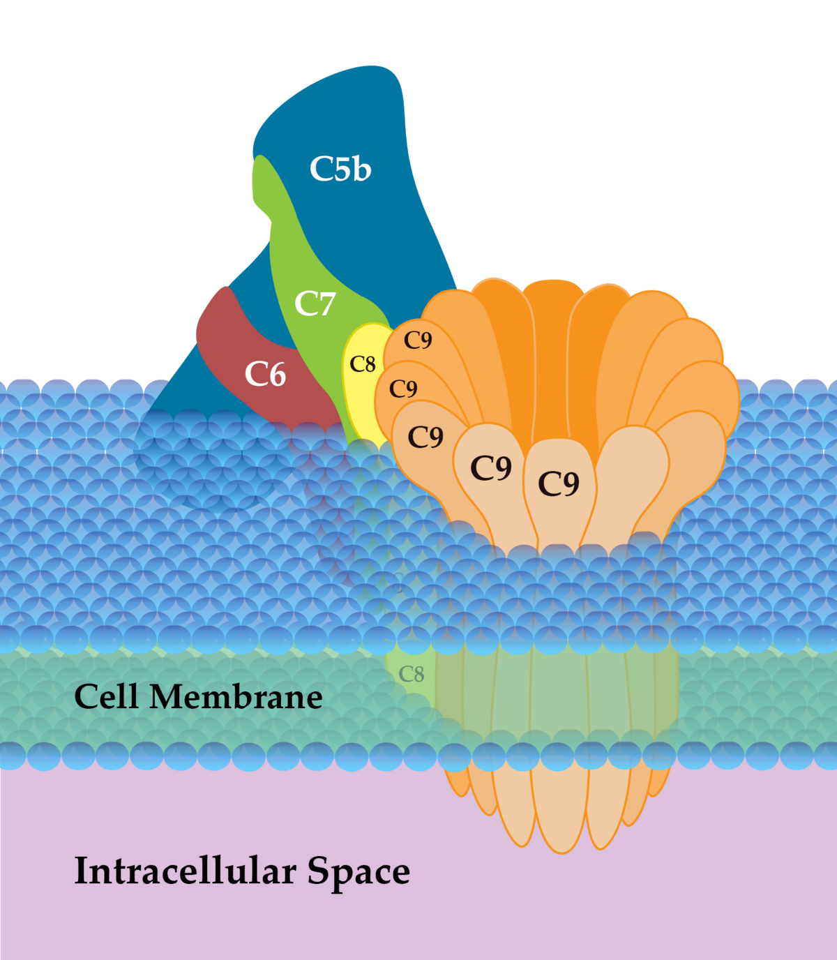 A diagram illustrates the Membrane Attack Complex (MAC), also known as the Terminal Complement Complex C5b-9, embedded in a cell membrane. The complex is formed by proteins C5b, C6, C7, C8, and multiple C9 units, creating a pore through the Cell Membrane into the Intracellular Space.