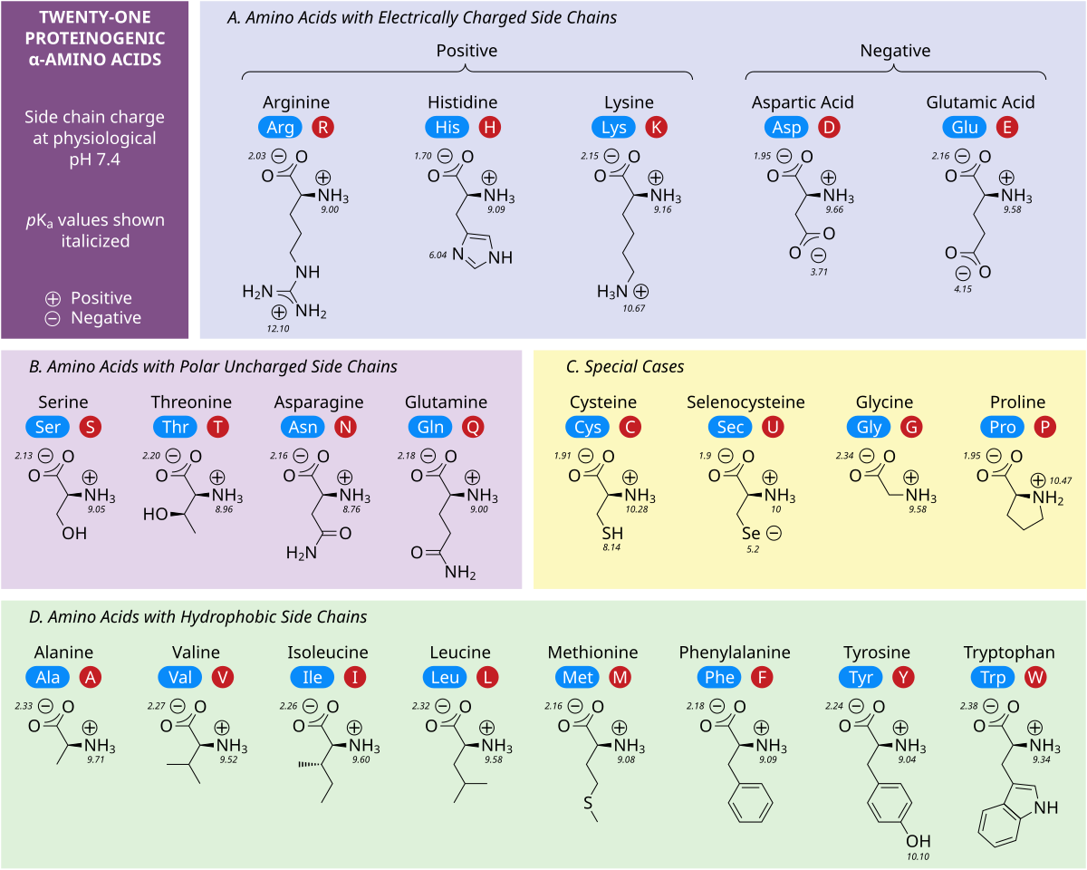 Chart displaying the chemical structures of twenty-one proteinogenic alpha-amino acids found in eukaryotes, grouped by their side chain properties at physiological pH 7.4. The groups are: A. Amino Acids with Electrically Charged Side Chains (Arginine, Histidine, Lysine, Aspartic Acid, Glutamic Acid), B. Amino Acids with Polar Uncharged Side Chains (Serine, Threonine, Asparagine, Glutamine), C. Special Cases (Cysteine, Selenocysteine, Glycine, Proline), and D. Amino Acids with Hydrophobic Side Chains (Alanine, Valine, Isoleucine, Leucine, Methionine, Phenylalanine, Tyrosine, Tryptophan). Each amino acid shows its full name, three-letter and one-letter codes, pKa values, and charge.